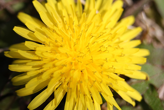 最高のダンデ ライオン 花 最高の花の画像